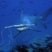 shark_hammerhead_scalloped_ci_h_0056_cr.jpg